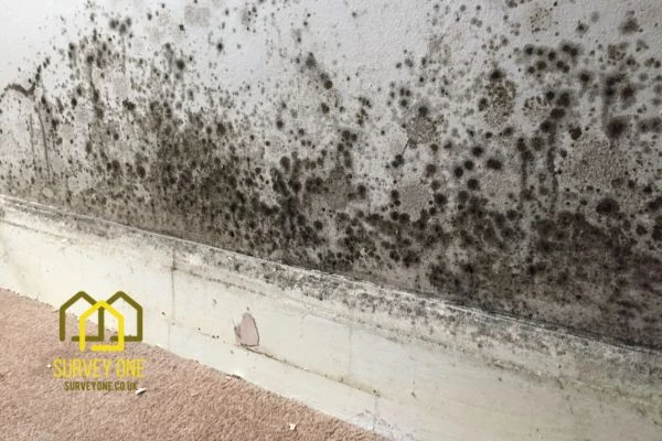 What’s the First Step to Take When You Notice Damp on a Party Wall Colchester?